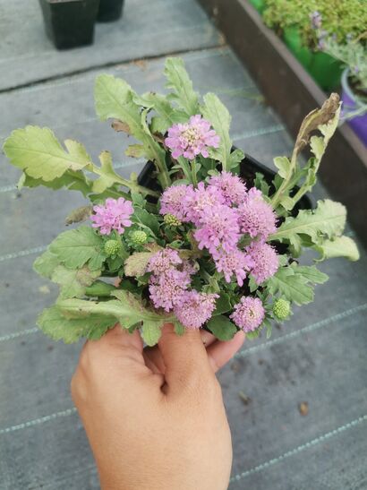 Скабиоза японская "Ritz Rose" Р9